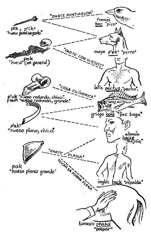 Posibles restos del paleoglótico